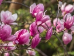 Magnolia Flowers