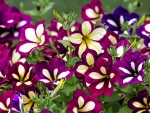 Petunia Flowers