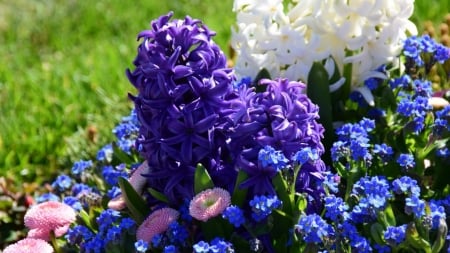 Hyacinth Flowers - nature, flowers, blue, hyacinth