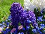 Hyacinth Flowers