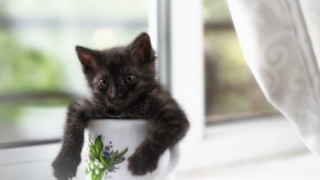 Cute Kitty - cute, animals, cup, cat