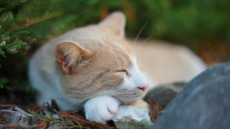 Sleeping Cat - cat, animals, cute, sleeping