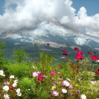 Mountain Wildflowers