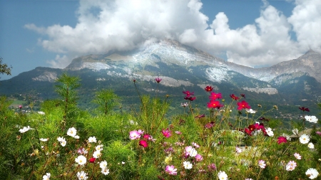 Mountain Wildflowers - nature, pretty, mountain, wildflowers, flower