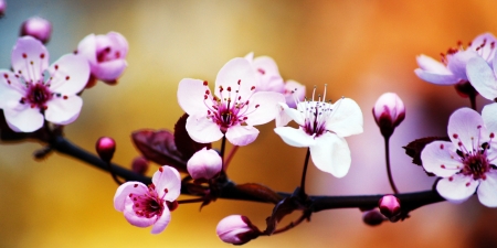 Blooming Tree - blossoms, spring, twig, garden