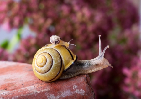 Snails - one, funny, pink, little, cute, snail, yellow, couple