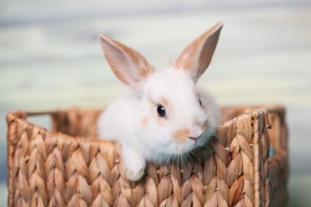 Bunny - easter, rabbit, animal, cute, rodent, basket, iepuras, bunny