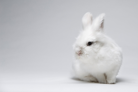 Bunny - easter, white, rabbit, animal, cute, bunny