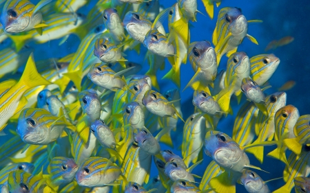 Fish - summer, animal, water, fish, yellow, texture, sea, blue