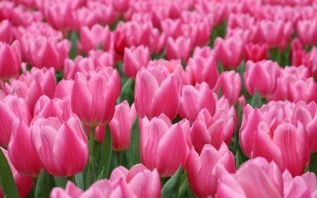 Tulips - flower, pink, field, tulip, spring, texture