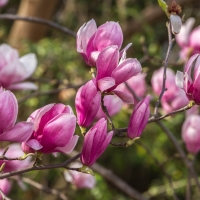 Magnolias