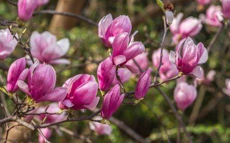 Magnolias - magnolia, spring, flower, pink, tree