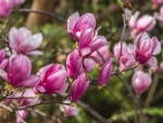 Magnolias