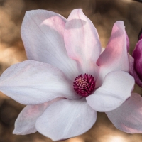 Magnolia