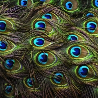 Peacock feathers