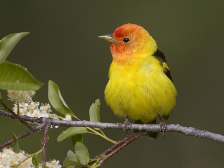 Bird - yellow, branch, green, bird, pasare