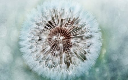 Dandelion - skin, bokeh, white, blue, green, dandelion, texture