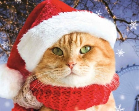 A street cat named Bob - cat, hat, pisica, ginger, a street cat named bob, white, santa, red, animal, orange, cute