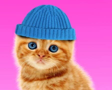 Kitten - funny, winter, pink, cute, cat, blue, pisica, kitten, hat, orange, ginger