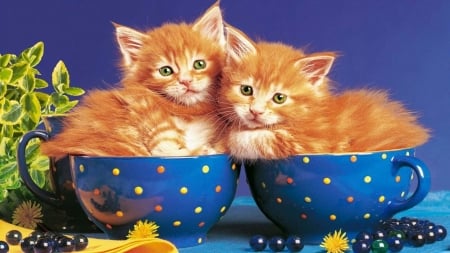 Kittens - pisica, kitten, ginger, orange, couple, dot, cup, cat