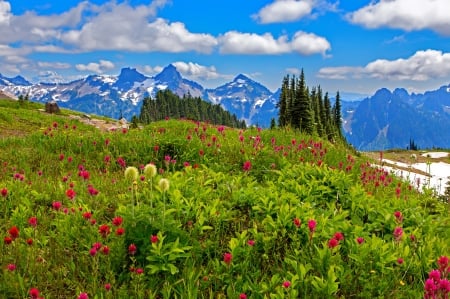 Mount Rainier NP - mount rainier, sky, freshness, mountain, national park, landscape, meadow, spring, pretty, beautiful, clouds, grass, wildflowers