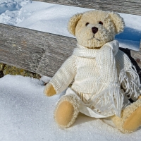 Teddy in Snow