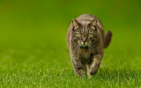 pretty cat - walking, green, grass, cat