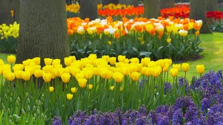 tulips - spring, tulips, yellow, garden