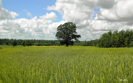 Cornfield - clouds, field, summer, tree