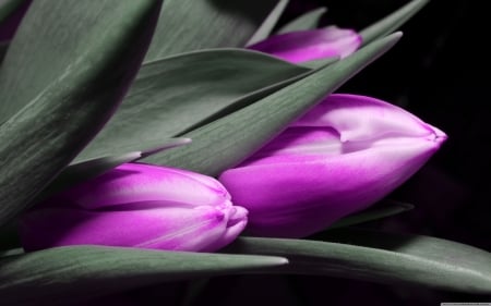 Purple tulips - tulips, purple, flowers, spring