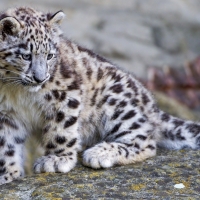 baby snow leopard