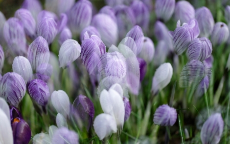 Crocuses - crocuses, flowers, macro, spring