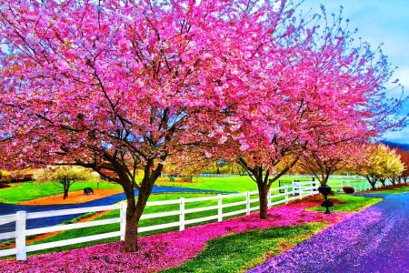 Spring Colors - blossoms, trees, fence, cherry