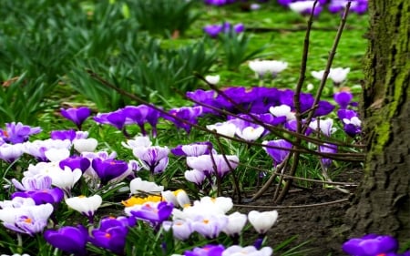 Spring Flowers - blossoms, white, purple, garden, crocus