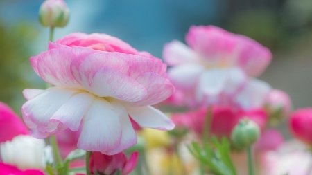 Lovely Flowers - flowers, petals, pink, bloom