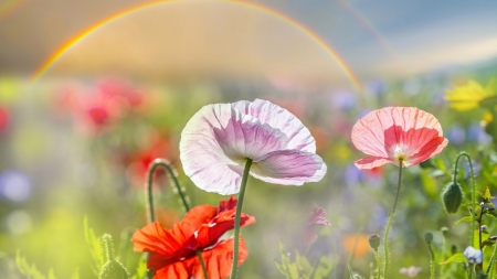 Flowers and Rainbow - plants, flowers, rainbow, nature