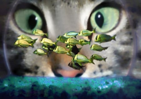 Curious Cat - fish, art, pretty, cat