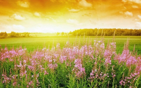 Field of Flowers and Summer Sunset - flowers, clouds, sunset, nature, summer, field