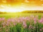 Field of Flowers and Summer Sunset