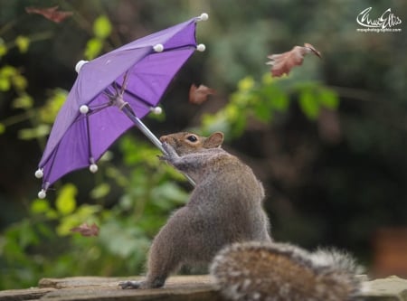 Squirrel hates the hurricane Doris as well - max ellis, pink, hurricane doris, wind, umbrella, animal, purple, funny, green, cute, squirrel