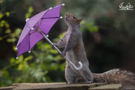 Squirrel hates the hurricane Doris as well - max ellis, pink, veverita, hurricane doris, umbrella, animal, purple, funny, green, cute, squirrel