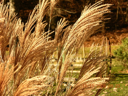 Ornamentel Grass - hay rake, west virginia, grass