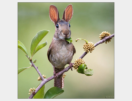 Bunny/Bird - bird, rabbit, weird, bunny, animals