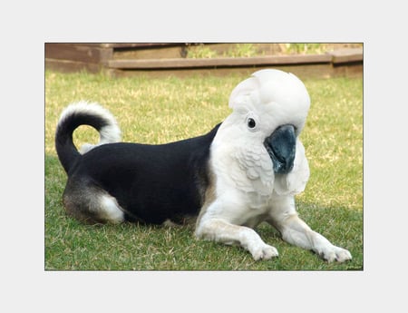 Dog/Bird - weird, bird, dog, animals