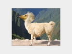 Seagull/Mountain Goat