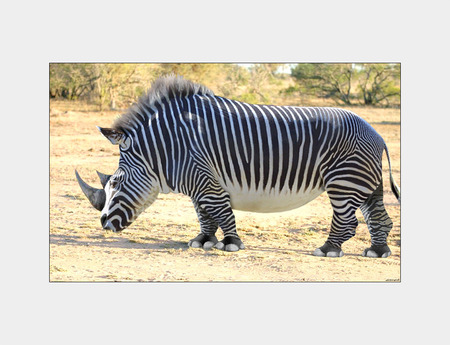 Rino/Zebra - zebra, rino, animals, weird