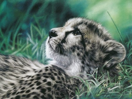 Cheetah