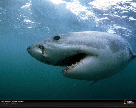 Great White Shark - big fish, shark