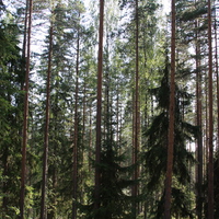 Ruunaa Park Forest, Finland