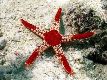 underwater - star, underwater